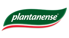 Plantanense